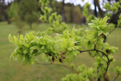 Fagus sylvatica 'Crarae' - buk lesní - listy